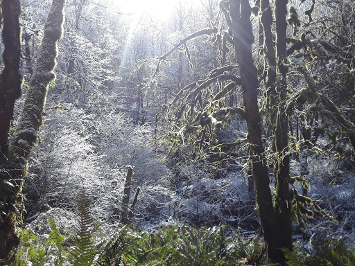 Forestry Service «Hopkins Demonstration Forest», reviews and photos, 16750 S Brockway Rd, Oregon City, OR 97045, USA