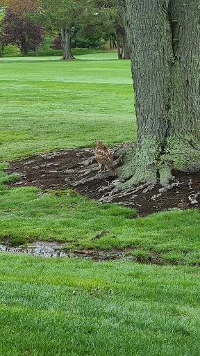 Golf Club «Rockledge Golf Club», reviews and photos, 289 S Main St, West Hartford, CT 06107, USA