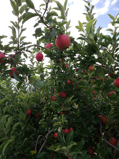 Orchard «George Hill Orchards», reviews and photos, 582 George Hill Rd, South Lancaster, MA 01561, USA