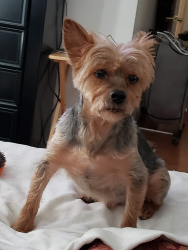 Pet Supply Store «Sprocket & Stone», reviews and photos, 1013 E 53rd St, Chicago, IL 60615, USA