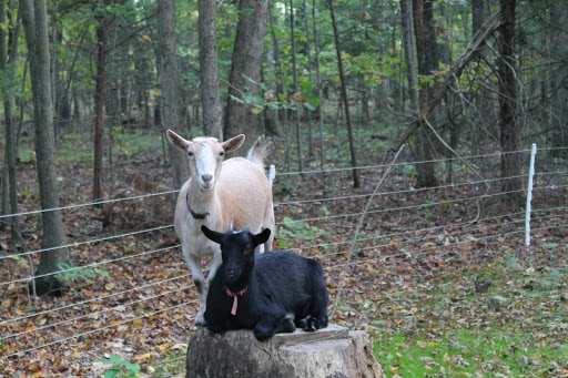 Auld Oaks Nigerian Dwarf Goats