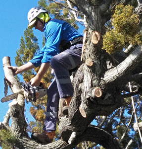 Domestic Tree Care Fraser Coast