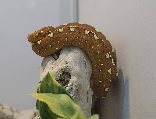 Pet Store «Pets & Such», reviews and photos, 3680 3500 S, West Valley City, UT 84120, USA