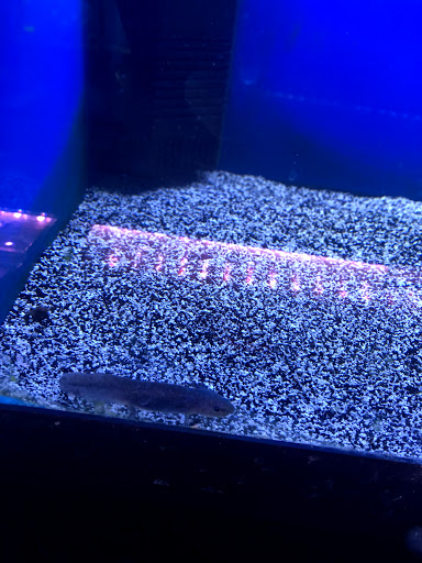 Pet Store «Birds & Beasts Pet Shop», reviews and photos, 35 Berkshire Dr # 18, Crystal Lake, IL 60014, USA