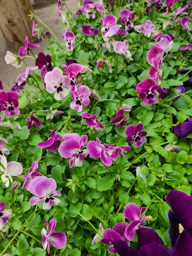 Plant Nursery «Goldner Walsh Garden and Home», reviews and photos, 559 Orchard Lake Rd, Pontiac, MI 48341, USA