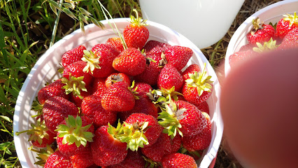 Spectrum Farm Strawberries