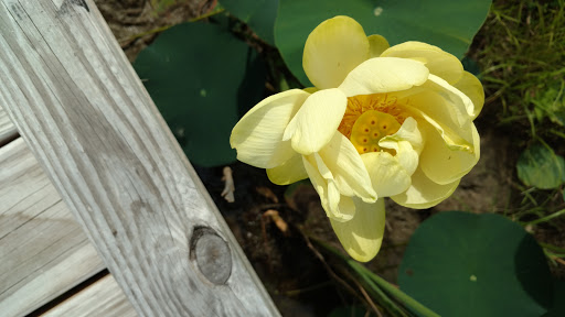 Nature Preserve «W w Knight Nature Preserve», reviews and photos, 29530 White Rd, Perrysburg, OH 43551, USA