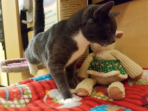 Pet Supply Store «PetSmart», reviews and photos, 1203 N Landing Way, Renton, WA 98057, USA