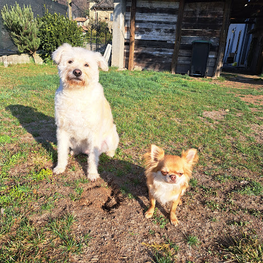 Pensioni per cani e dog hotel a Toelettatura Dog Salon