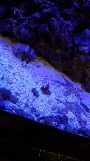 Tropical Fish Store «World Of Pets Inc», reviews and photos, 7199 Turfway Rd #2, Florence, KY 41042, USA