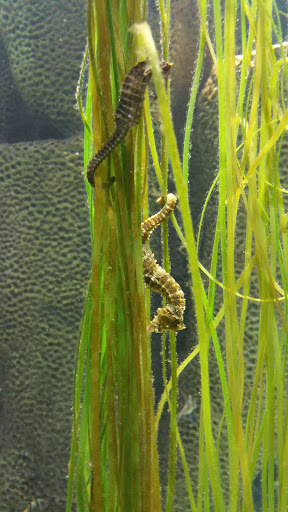 Tourist Attraction «OdySea Mirror Maze», reviews and photos, 9500 East Vía de Ventura #200, Scottsdale, AZ 85256, USA