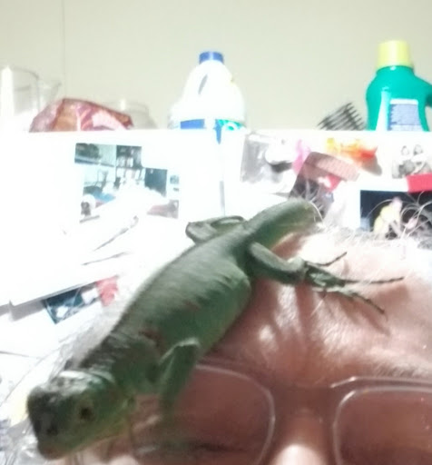 Pet Store «Everything Pets», reviews and photos, 1506 Altamont Ave, Schenectady, NY 12303, USA