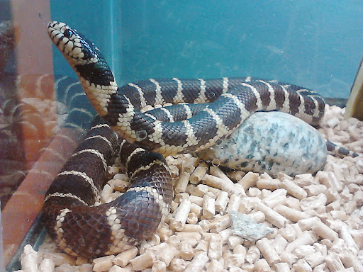 Pet Supply Store «Rutser Pet Store», reviews and photos, 5418 E Beverly Blvd, East Los Angeles, CA 90022, USA