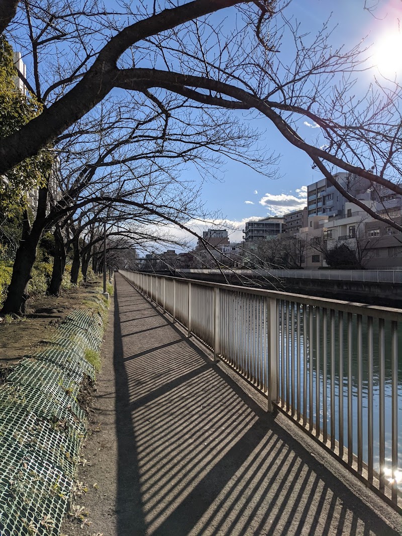 大横川沿道桜道
