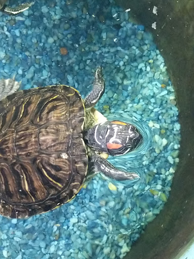 Pet Store «Fin-N-Feather», reviews and photos, 2931 F St, Eureka, CA 95501, USA