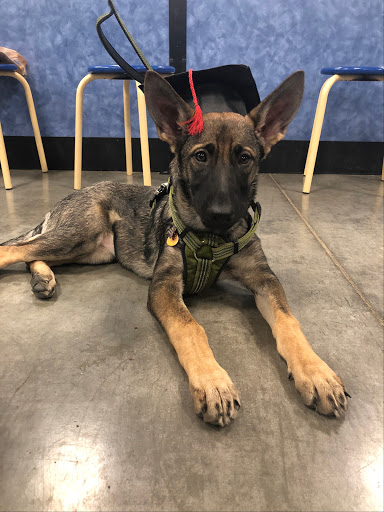 Pet Supply Store «PetSmart», reviews and photos, 1945 Pavilion Way, Lexington, KY 40509, USA