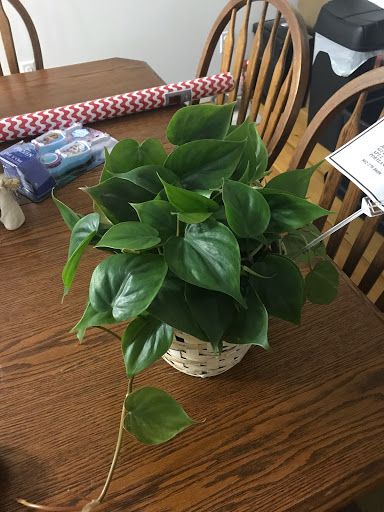 Florist «Sawyer & Company Florist», reviews and photos, 737 Congress St, Portland, ME 04101, USA