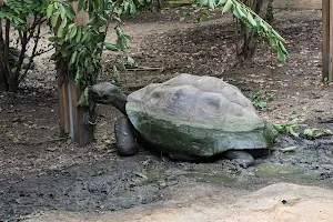Galapagos Tortoises image