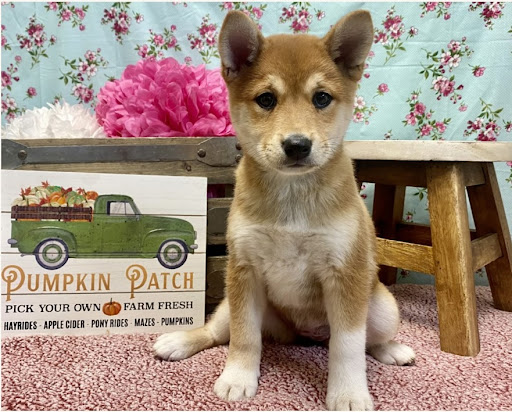 Pet Store «Happiness Is Pets», reviews and photos, 15 W Golf Rd, Arlington Heights, IL 60005, USA