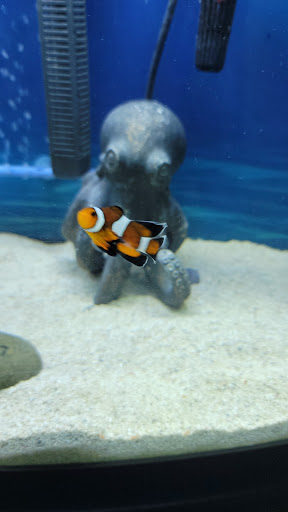 Aquarium «Capital Aquarium», reviews and photos, 8825 Commerce Ct, Manassas, VA 20110, USA
