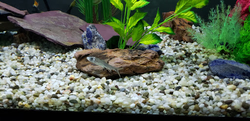 Pet Store «Delhi Pet Center», reviews and photos, 5665 Rapid Run Rd, Cincinnati, OH 45238, USA