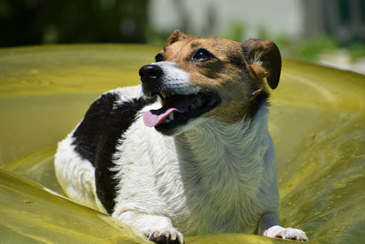 Pet Supply Store «Pet Supplies Plus», reviews and photos, 4923 Sheridan St, Hollywood, FL 33021, USA