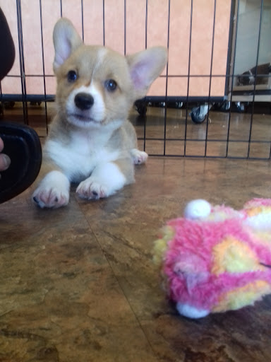 Pet Supply Store «Just Pets», reviews and photos, 8874 Maximus Dr, Lone Tree, CO 80124, USA