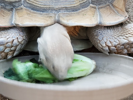 Wildlife Rescue Service «Southwest Wildlife Conservation Center», reviews and photos, 27026 N 156th St, Scottsdale, AZ 85262, USA