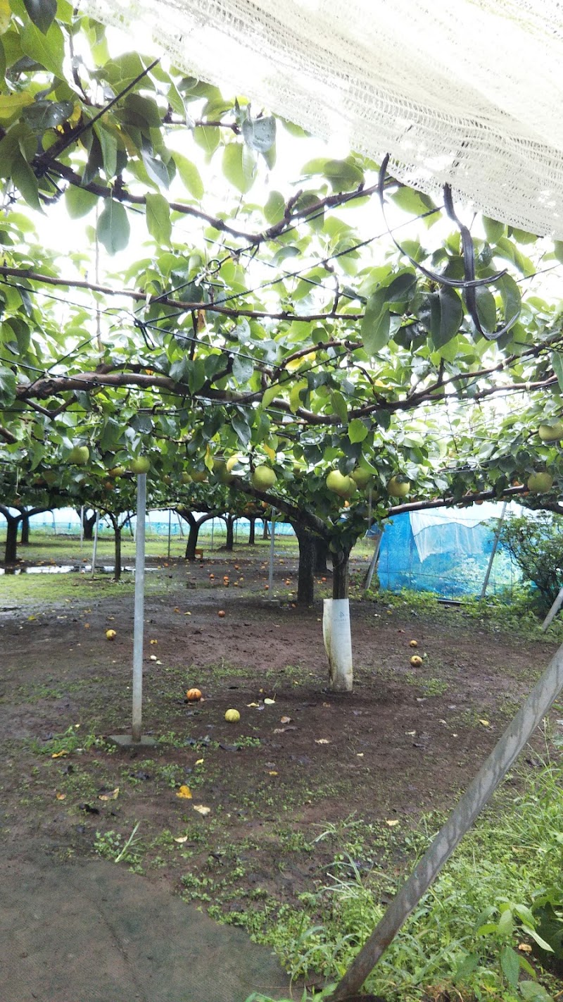 板橋則雄梨園