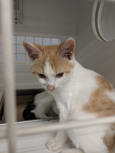 Pet Supply Store «Petco Animal Supplies», reviews and photos, 10 Waterfront Pl, Port Chester, NY 10573, USA