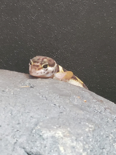 Pet Supply Store «PetSmart», reviews and photos, 6050 Peachtree Pkwy, Norcross, GA 30092, USA