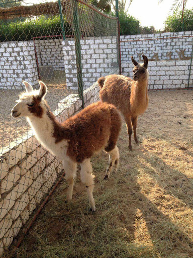 Zoo «Houston Zoo - West Gate», reviews and photos, 1467 Cambridge St, Houston, TX 77030, USA