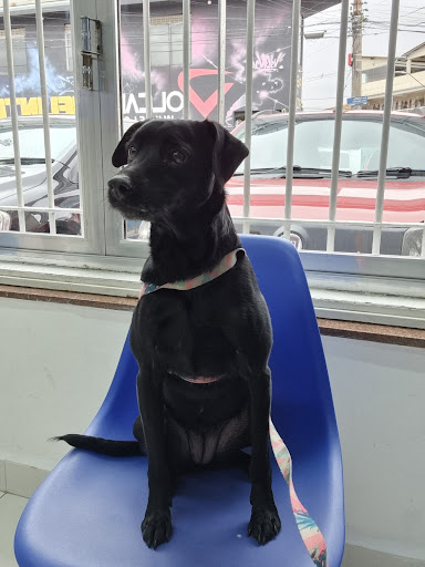 Willpet Clínica Veterinária Em Osasco em Osasco - SP