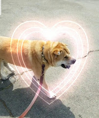 Cathy’s Canine & Feline - Photo 5 - Car repair in Escondido, CA, Escondido