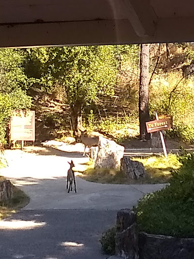 National Forest «Petrified Forest», reviews and photos