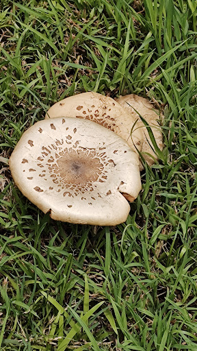 Park «Kapok Park», reviews and photos, 2950 Glen Oak Ave N, Clearwater, FL 33759, USA