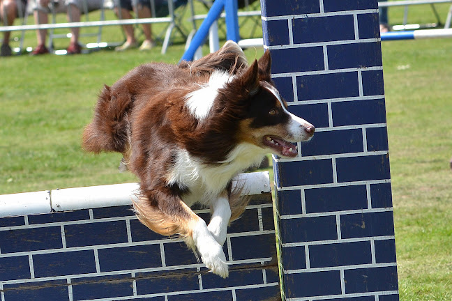 Beoordelingen van Dogpower Hondenopleidingen in Leuven - Hondentrainer
