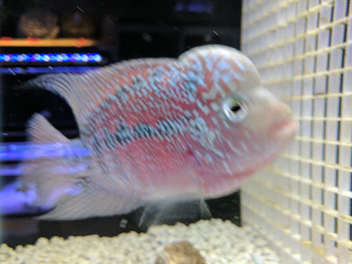 Tropical Fish Store «Best Fish», reviews and photos, 1335 N Doctor M.L.K. Dr, Milwaukee, WI 53212, USA