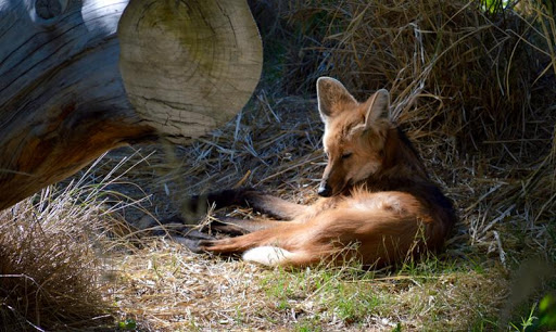 Zoo «Phoenix Zoo», reviews and photos, 455 N Galvin Pkwy, Phoenix, AZ 85008, USA