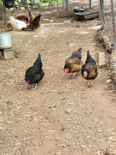 Park «Cromwell Valley Park», reviews and photos, 2002 Cromwell Bridge Rd, Parkville, MD 21234, USA