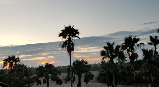 Florist «Abbott Florist», reviews and photos, 1008 71st St, Miami Beach, FL 33141, USA