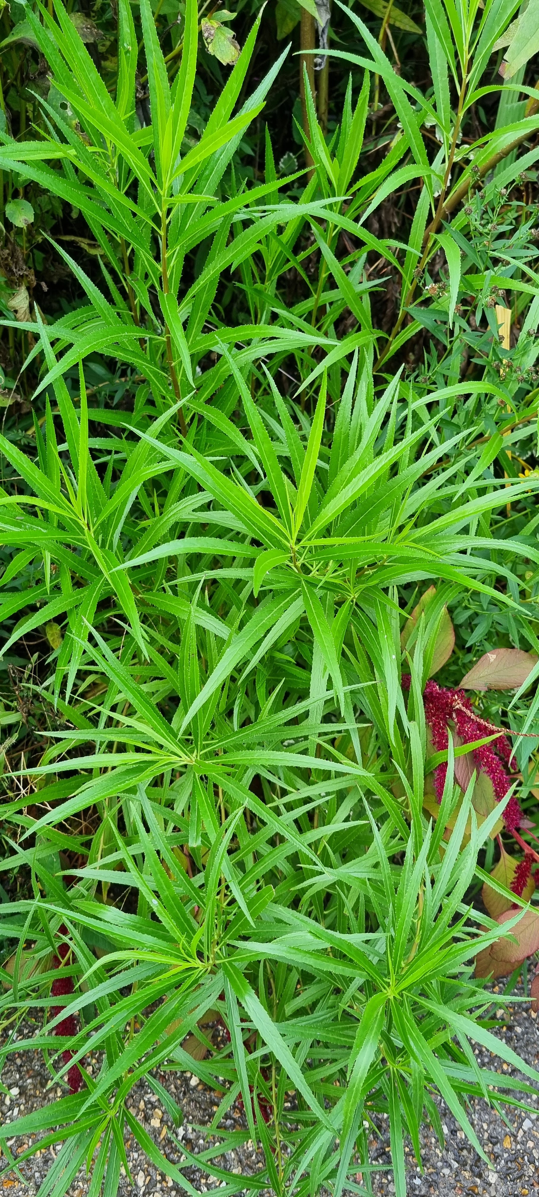 Photo n° 29 de l'avis de lemagicien40. fait le 03/11/2023 à 07:28