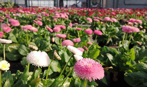 Blumen Horvath - Floristik & Gartenbau Georgistraße 11, 7000 Eisenstadt, Österreich
