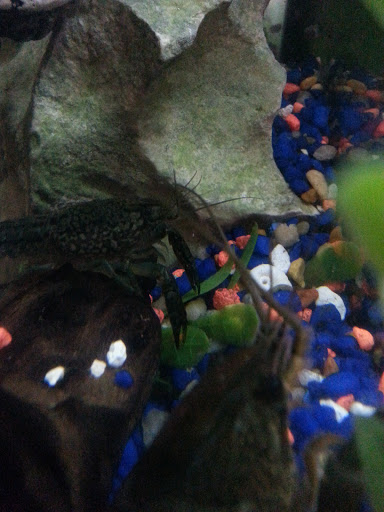 Tropical Fish Store «Fish Finatics», reviews and photos, 7037 Manlius Center Rd, East Syracuse, NY 13057, USA