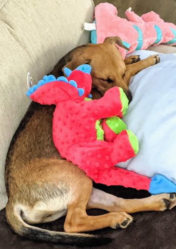 Pet Supply Store «Unleashed the Dog & Cat Store», reviews and photos, 7414 Creedmoor Rd, Raleigh, NC 27613, USA