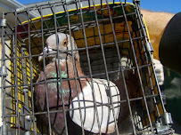 A Wildlife Pro - Photo 6 - Car repair in , Seattle