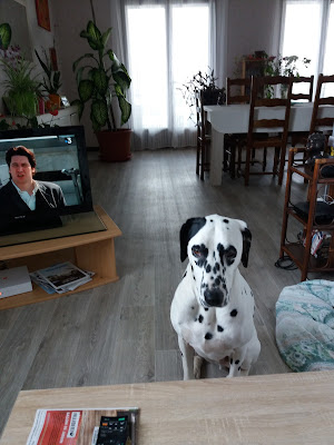 Club Canin des Dombes à Messimy-sur-Saône