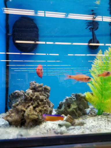 Tropical Fish Store «Aquatic Wildlife Co», reviews and photos, 70 Buckland Rd, South Windsor, CT 06074, USA