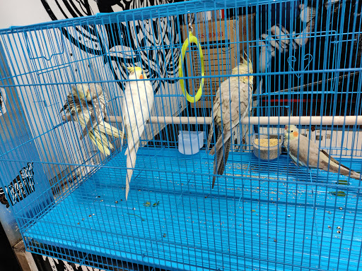 Parrot shops in Jaipur