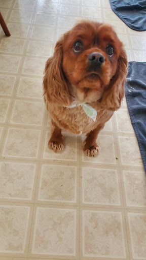 Bucks County Pet Care